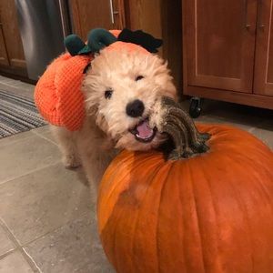 Meet your Posher, Andy